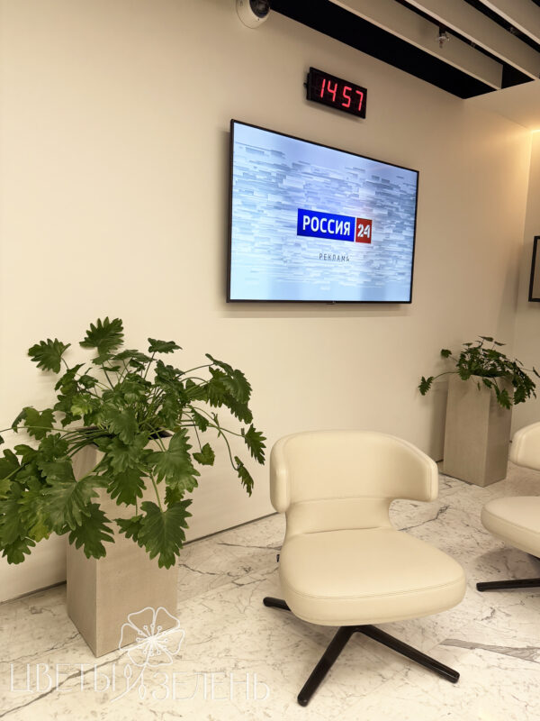 Компания Цветы и Зелень предоставляет услуги  профессионального озеленения. Доступные цены по озеленению. Заказать услуги по озеленению пространства у студии. Озеленение офисов и квартир. Услуги по озеленению в Москве и других регионах. Фитодизайн любой сложности